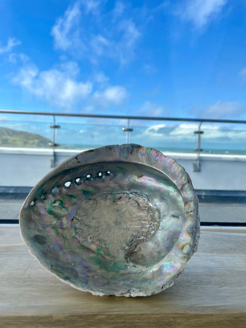 Abalone Shells