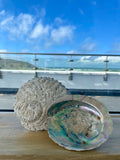 Abalone Shells
