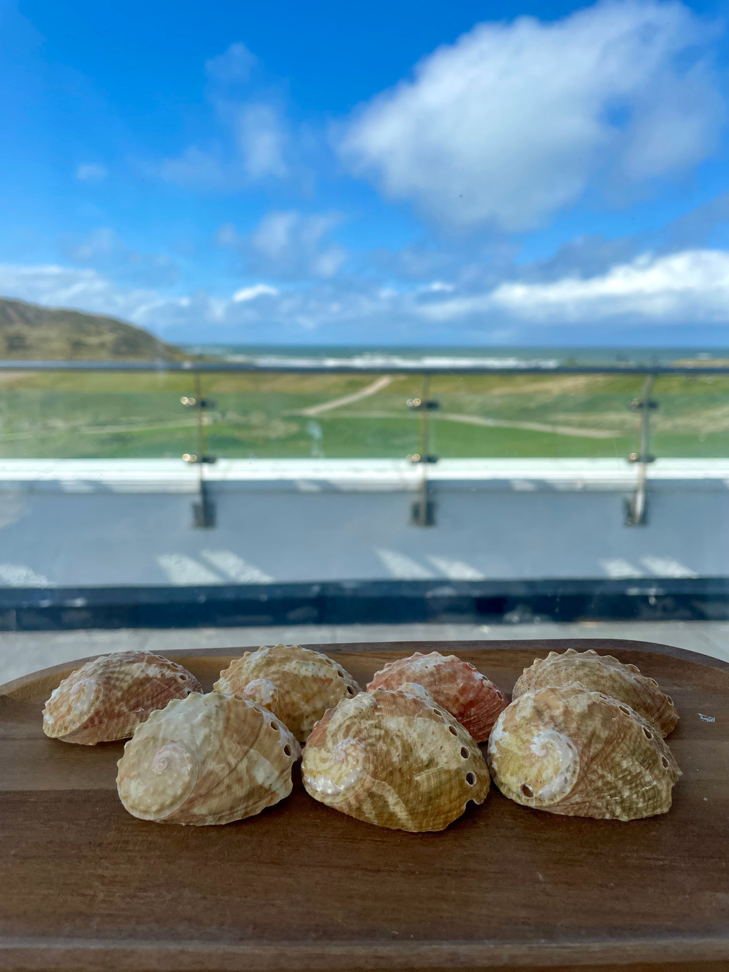 Mini Abalone Shell